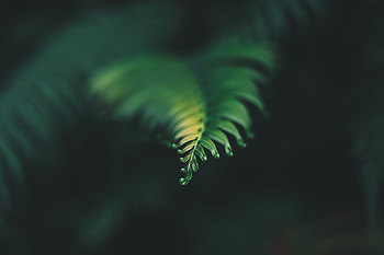 Plant, Macro, Blur, Smooth, Sheet, Leaf, Carved HD wallpaper