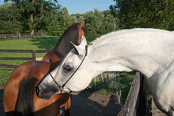 Arabian Stallion Smelling Mare, mares, horses, white arabians, brown arabians, arabians, nature, stallions HD wallpaper