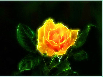 Bloom for Dianna, rose, black, green leaves, abstract, yellow, flower, gold HD wallpaper
