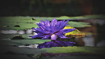 Purple Water Lily Flower Green Leaves Dark Background Flowers HD wallpaper
