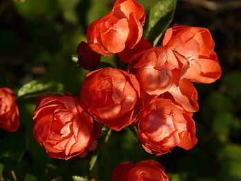 Flowers, Roses, Petals, Buds HD wallpaper
