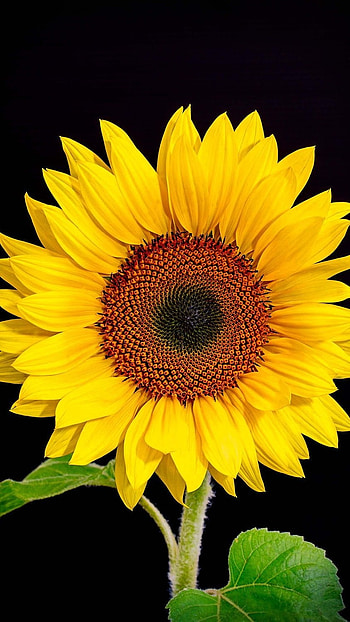 Sunflower, Adorable Yellow, Flower HD phone wallpaper