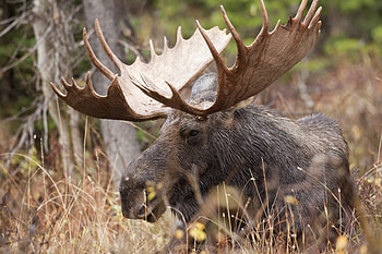 Moose, Computer , Stunning moose, Digital delight HD wallpaper