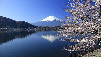 Spring in Japan, Japan, scene, landscape, nature, spring, mountains, Fuji, , cherry flower, reflection HD wallpaper