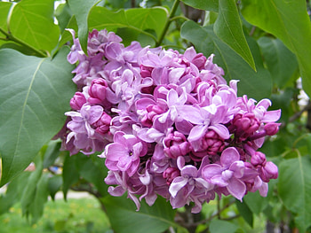 Plants, Flowers, Violet HD wallpaper