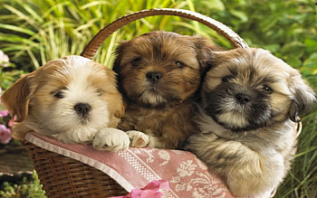 *** LHASA APSO puppies ***, zwierzeta, koszyk, psy, szczeniaki HD wallpaper