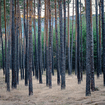 Nature, Trees, Grass, Pine, Forest, Dry HD phone wallpaper