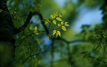 Leaves, Plant, Macro, Shine, Light, Faded HD wallpaper
