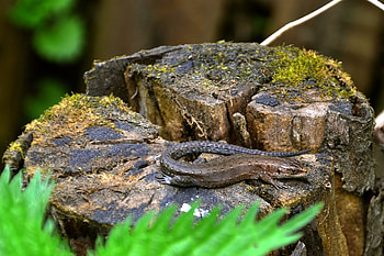 Animals, Grass, Lizard, Moss, Stump, Penek HD wallpaper