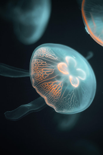 Animals, Jellyfish, Glow, Tentacle, Underwater, Submarine HD phone wallpaper