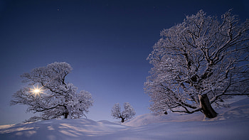 Winter Wonderland Moonlit Frosted Trees, winter, trees, sky, snow, sun, nature HD wallpaper