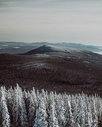 Nature, Trees, Sky, Mountains, Fog, Snow Covered, Snowbound HD phone wallpaper