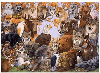 WILD ANIMALS, WILD, BEARS, OWLS, AMERICA, NORTH, ANIMALS, EAGLES HD wallpaper