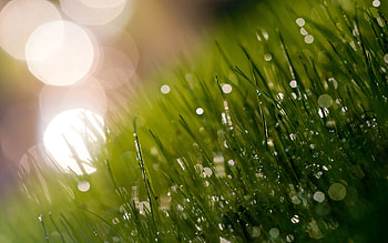 Grass, Background, Macro, Glare, Blurred, Greased HD wallpaper