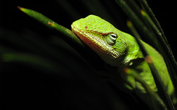 Lizard , High-resolution , Nature-inspired design, Stunning visual HD wallpaper