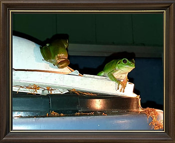FRAMED FROGS, FROG, NATURE, FRAMED HD wallpaper