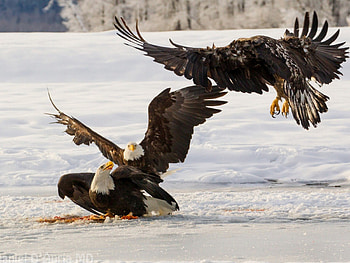 eagles, white, birds, snow HD wallpaper