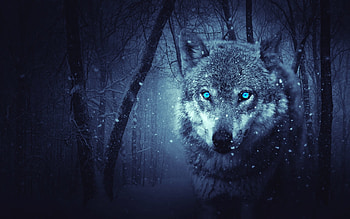 Animals / Wild Wolf HD wallpaper