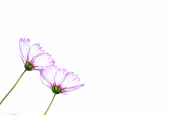 Vector, Flowers, Art, Petals, Kosmeya, Cosmos HD wallpaper