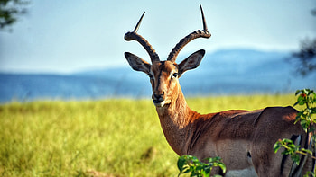 African grassland wildlife, Antelope eyecandy, XFCE , Nature's wonder HD wallpaper