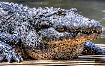 Animals, Muzzle, Crocodile, Predatory, Dangerous HD wallpaper