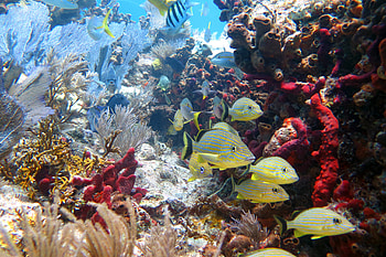 Coral reefs 101, National marine sanctuary, Foundation's mission, Protecting coral reefs HD wallpaper