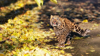 Animals, Autumn, Leaves, Kitty, Kitten, Leopard HD wallpaper