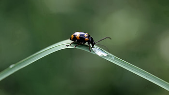 Grass, Macro, Sheet, Leaf, Insect, Crawl HD wallpaper