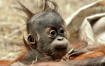 Orangutan, Funny moments, Top , Comical charm HD wallpaper