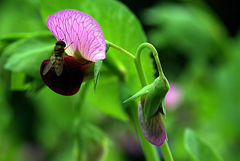 Flowers, Plant, Macro, Insect, Wasp HD wallpaper