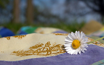 Plants, Flowers, Camomile HD wallpaper