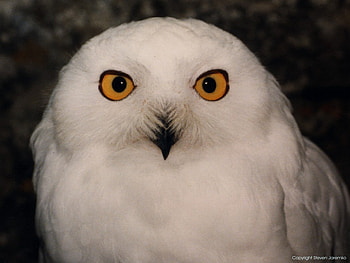 Owl, other, beautiful, animals HD wallpaper