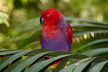 Animals, Leaves, Parrots, Branch, Colorful, Colourful HD wallpaper