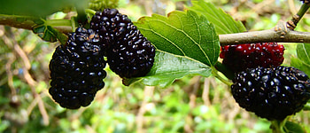 Mulberry farming, Georgia's niche product, Eastfruit market, Unique crop HD wallpaper