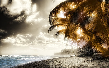 Landscape, Sky, Beach, Palms HD wallpaper