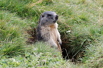 Animals, Grass, Mindfulness, Attentiveness, To Stand, Stand, Marmot HD wallpaper