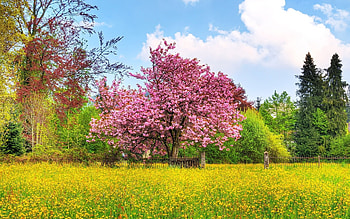 Plants, Landscape, Flowers, Trees HD wallpaper