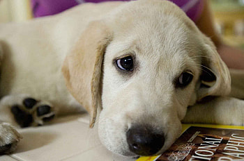 Marley and Me, Heartwarming tale, Mischievous dog, Unbreakable bond HD wallpaper