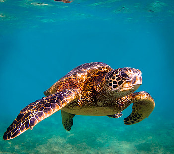 Kids sea turtle discovery, Sea turtle, Time for kids, Sea turtle zone HD wallpaper