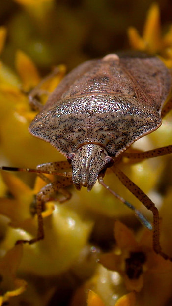 True Bugs, Insects HD phone wallpaper