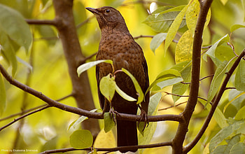 Animals, Leaves, Bird, Branch, Waiting, Expectation HD wallpaper