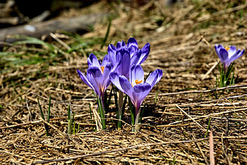 Crocus, blue, petals, blossoms, garden, spring HD wallpaper