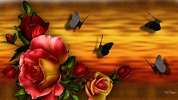 Colors of the Sunset, shadow, roses, papillon, fleur, spring, sunrise, summer, butterflies, rose, flowers, sky, sunset HD wallpaper