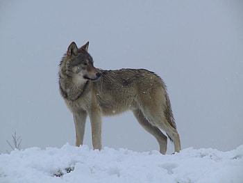 winter wolf, winter, dog, animals, snow, landscape, wolf HD wallpaper