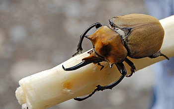 Beetle (Animals), Beetle backgrounds , Beetle , Insect HD wallpaper