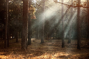 Sunlight streaming through foggy woodland in autumn, Kherson, Ukraine. HD wallpaper