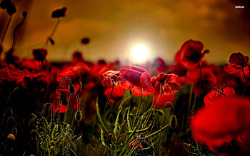 Poppy field in the sunset Flower , Field , Sunset , Poppy - Flowers no. HD wallpaper