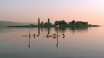 birds standing on posts in a lake, posts, birds, reflection, calm, lake HD wallpaper