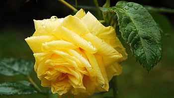 Leaves, Drops, Macro, Rose Flower, Rose, Bud HD wallpaper