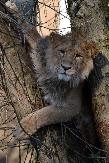 Animals, Wood, Tree, Lion, Big Cat, Wildlife, Beast HD phone wallpaper